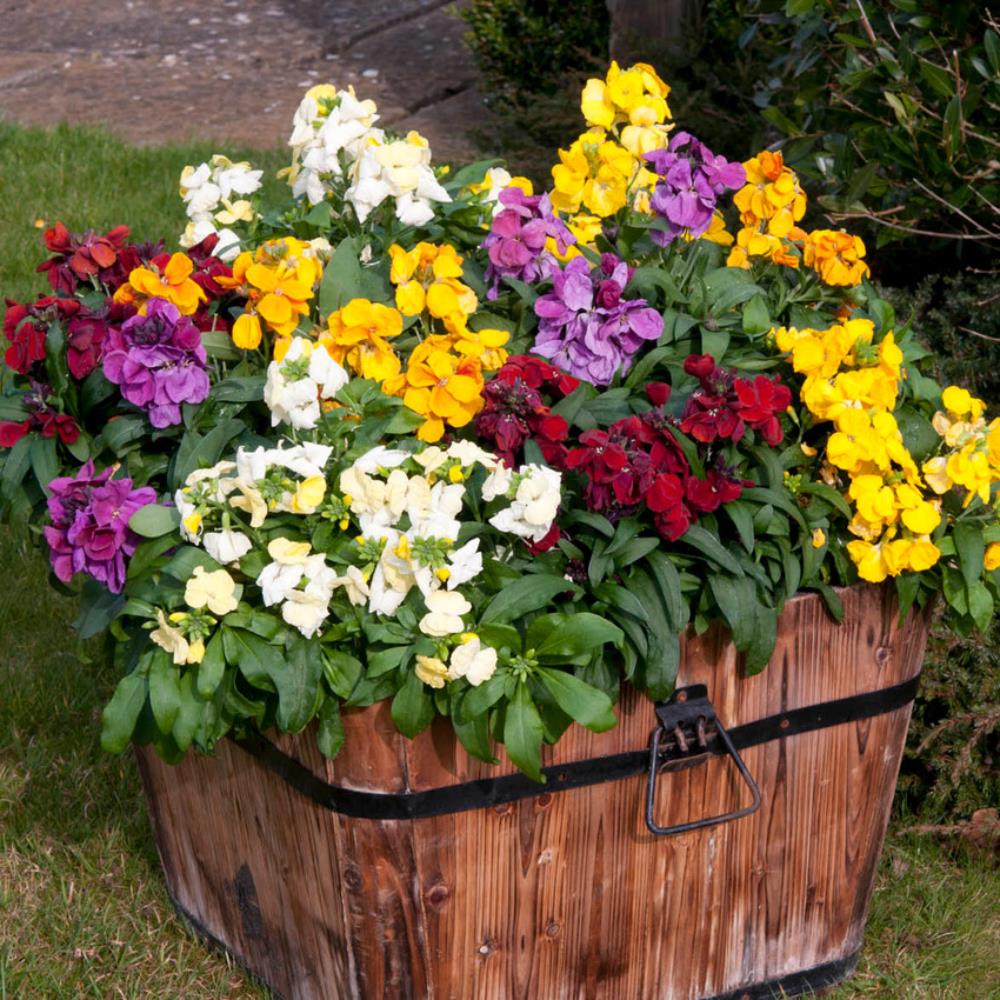 WallFlower 'Sugar Rush' Mixed X12