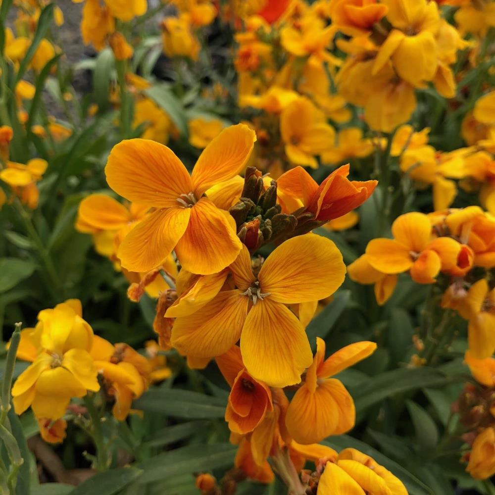 WallFlower 'Sugar Rush' Orange X12