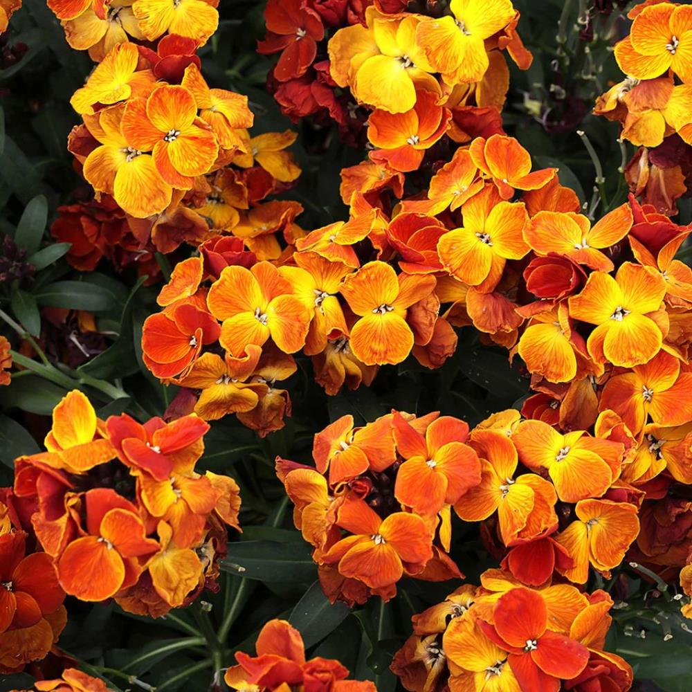 WallFlower 'Sugar Rush' Orange X12