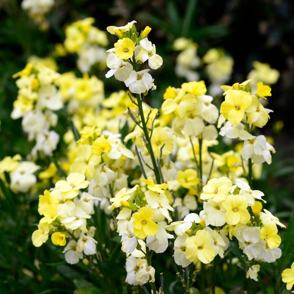 WallFlower 'Sugar Rush' Primrose  X12