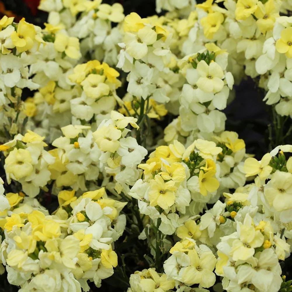 WallFlower 'Sugar Rush' Primrose  X12