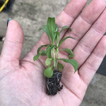 WallFlower 'Sugar Rush' Primrose  X12