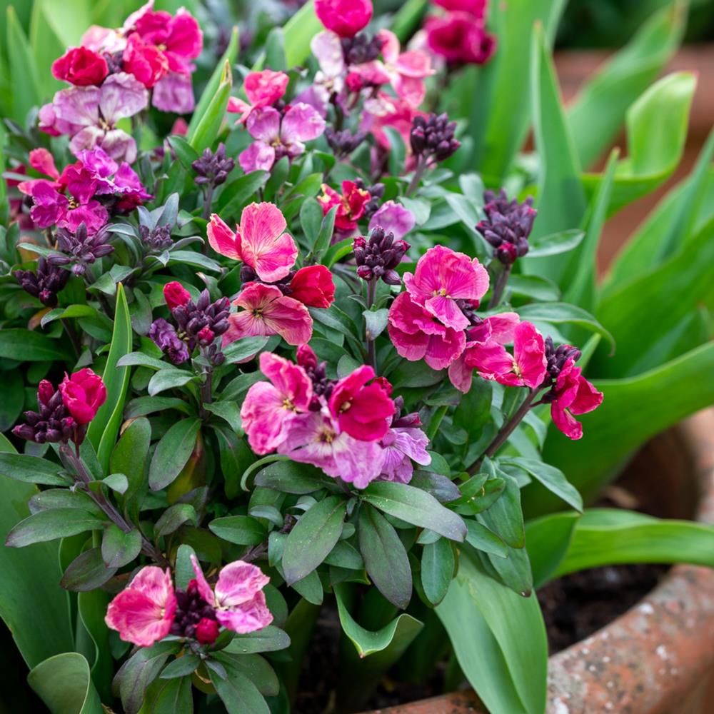WallFlower 'Sugar Rush' Purple BiColour X12