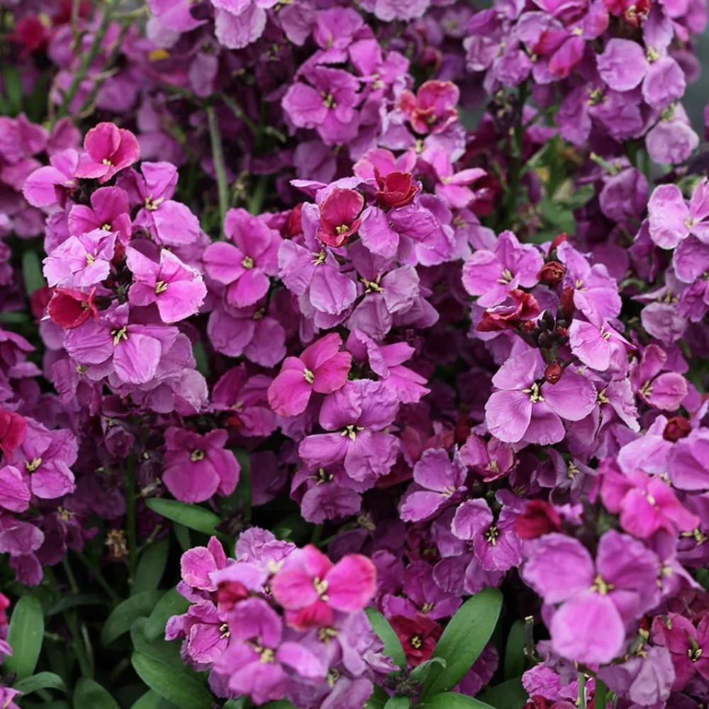 WallFlower 'Sugar Rush' Purple BiColour X12