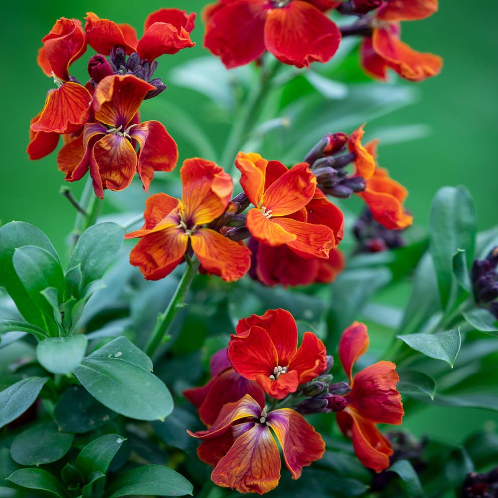WallFlower 'Sugar Rush' Red  X12