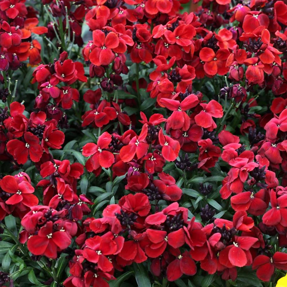 WallFlower 'Sugar Rush' Red  X12