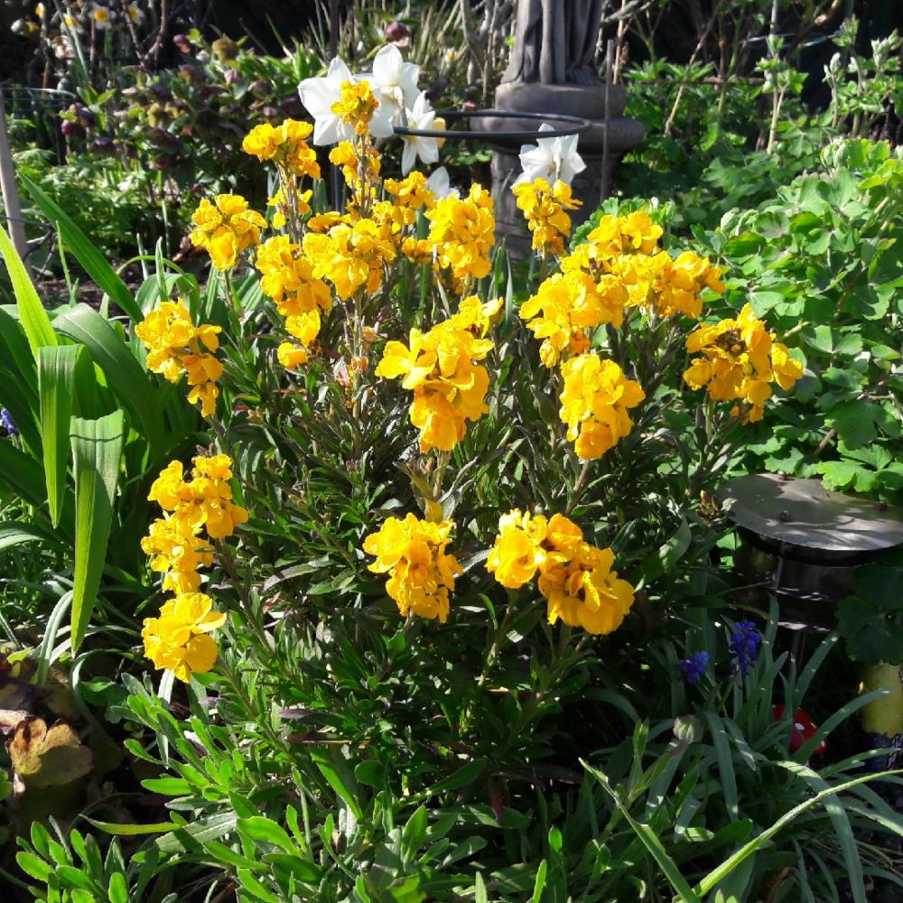 WallFlower 'Sugar Rush' Yellow X12