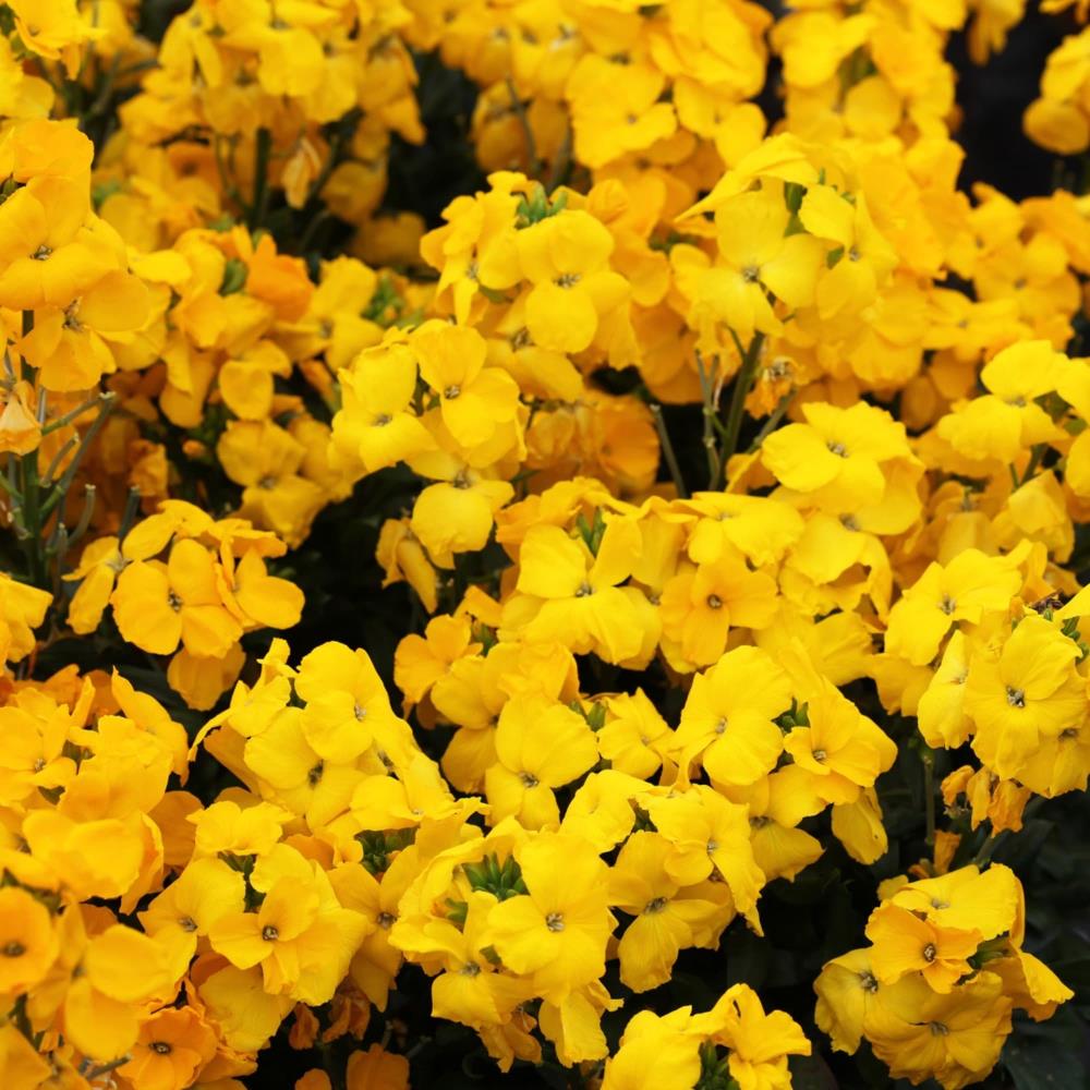 WallFlower 'Sugar Rush' Yellow X12