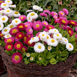 Bellis Perennis 'Medicis Mix' X12