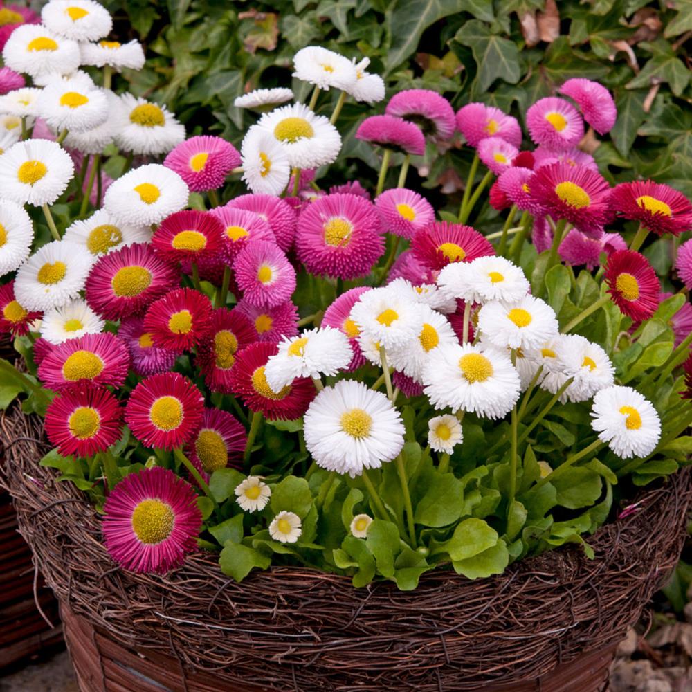 Bellis Perennis 'Medicis Mix' X12