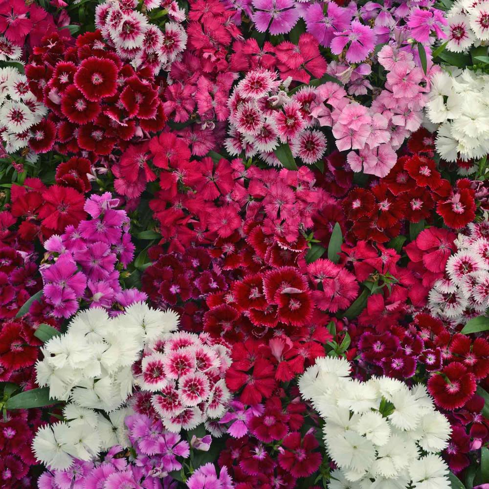 Dianthus 'Festival' Mix X12