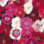 Dianthus 'Festival' Mix X12