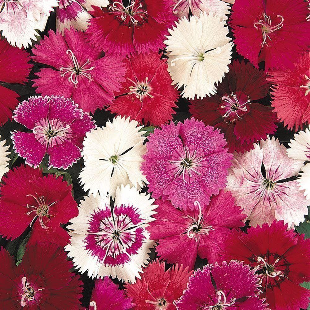Dianthus 'Festival' Mix X12
