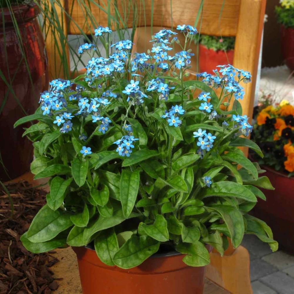 Myosotis (Forget-Me-Not) 'Mon Amie Blue' X12