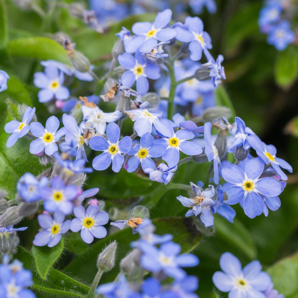 Myosotis (Forget-Me-Not) 'Mon Amie Blue' X12