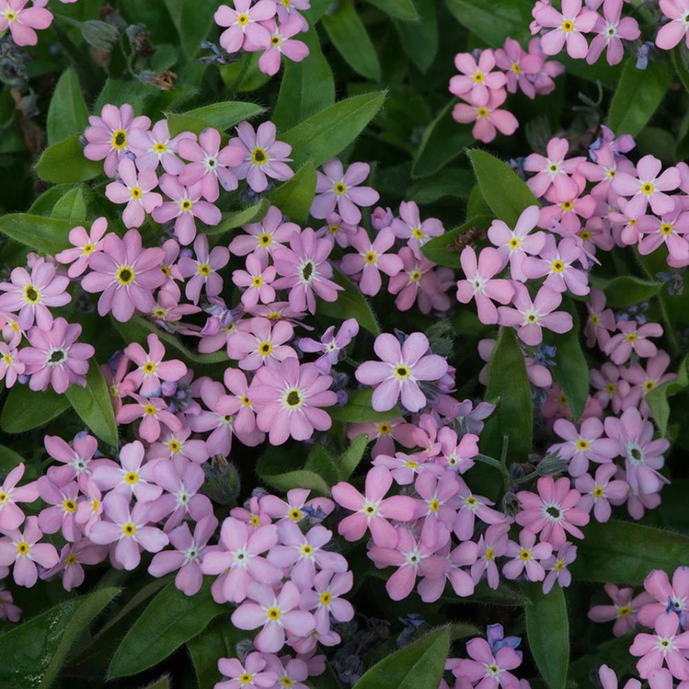 Myosotis (Forget-Me-Not) 'Mon Amie Pink' X12