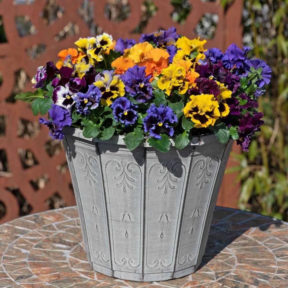 Pansy Frizzle Sizzle Mix X12