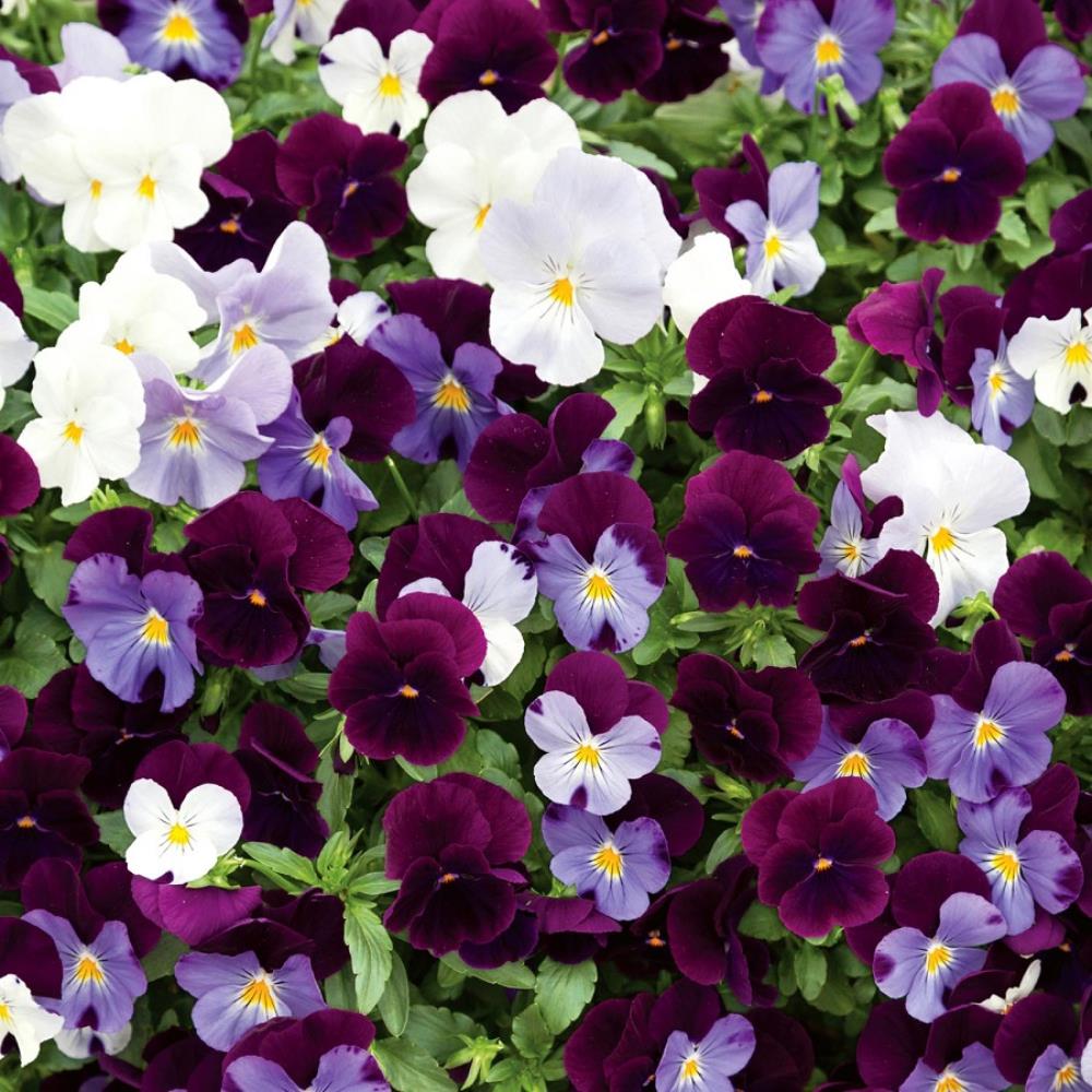 Pansy Cool Wave 'Berries and Cream Mix' X6