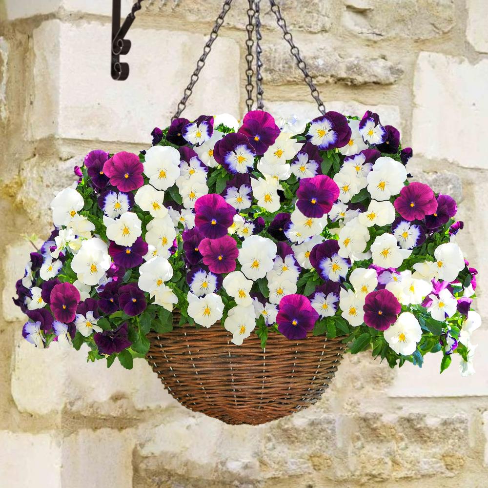 Pansy Cool Wave 'Berries and Cream Mix' X6