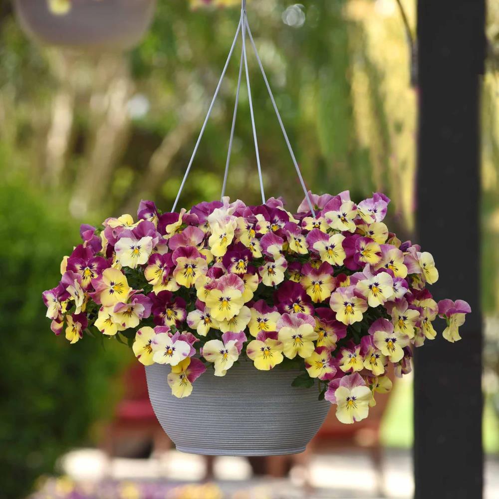 Pansy Cool Wave 'Raspberry Swirl Mix' X6