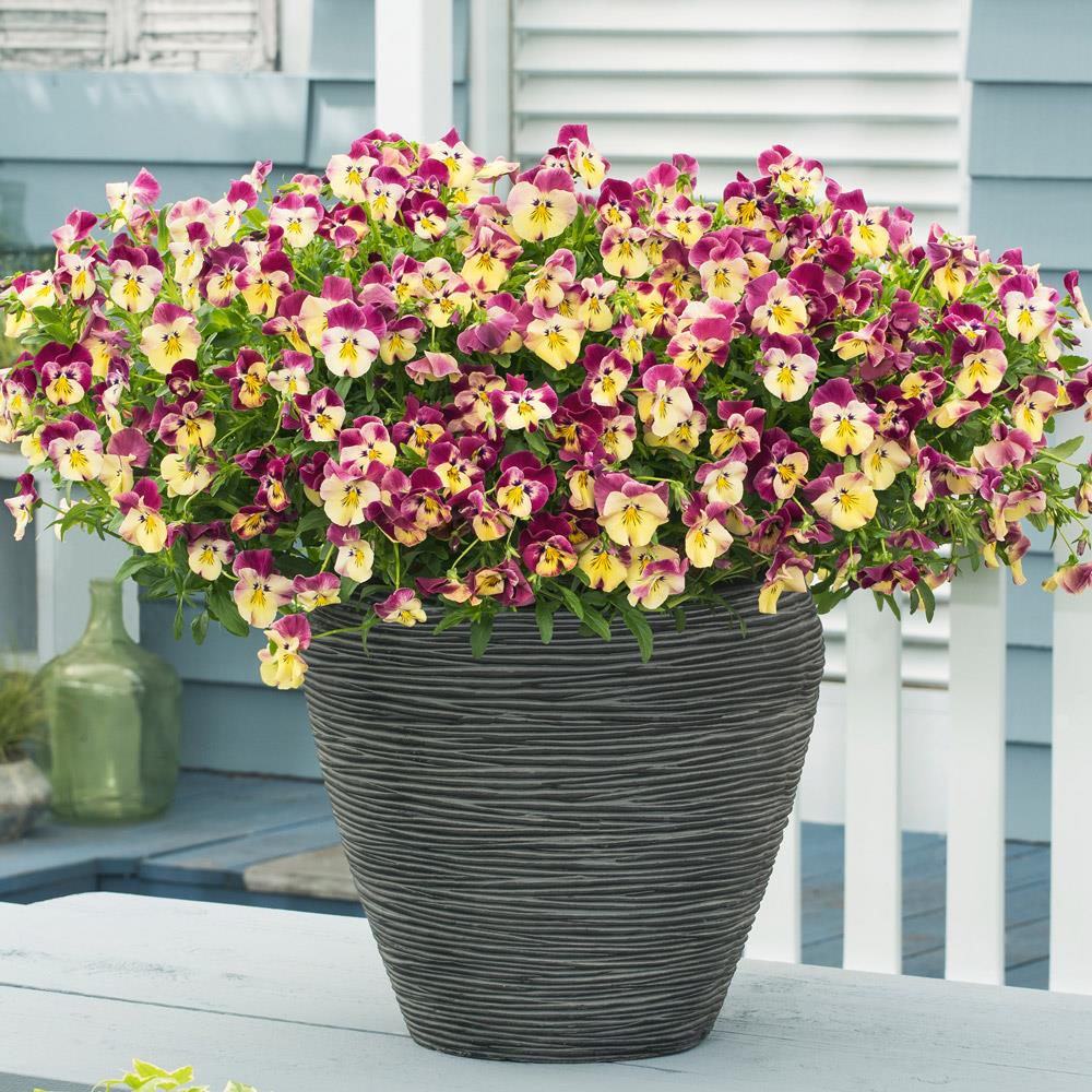 Pansy Cool Wave 'Strawberry Swirl' X6