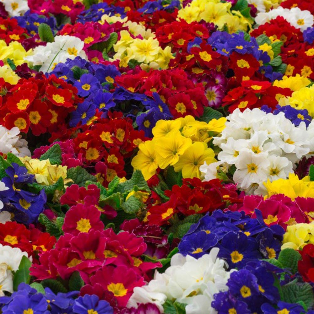Primula Polyanthus 'Crescendo Mix' X12