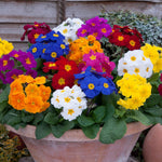 Primula Polyanthus 'Crescendo Mix' X12