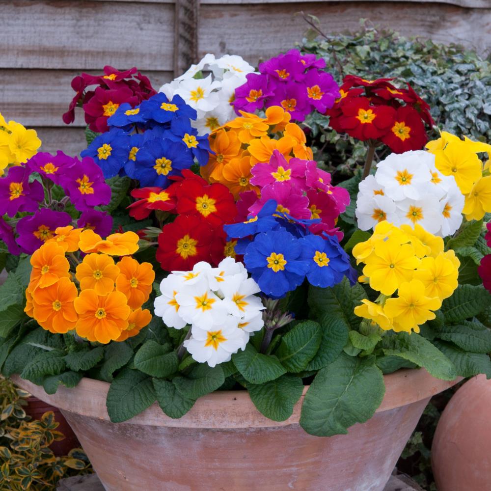 Primula Polyanthus 'Crescendo Mix' X12