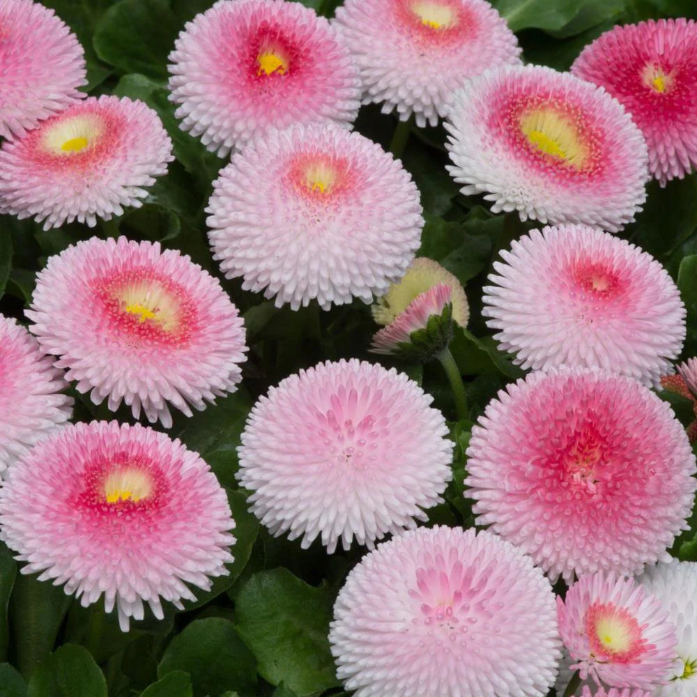 Bellis Daisy Tasso 'Pink' X12
