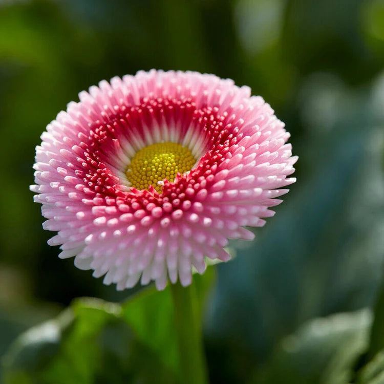 Bellis Perennis 'Tasso Strawberries and Cream' X12