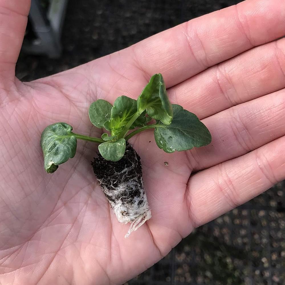 Viola 'Grandissimo Mix' X24