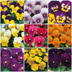 Viola 'Grandissimo Mix' X24