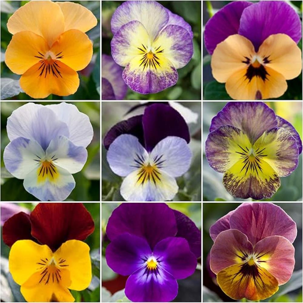 Viola 'Bel Viso Mix' X24