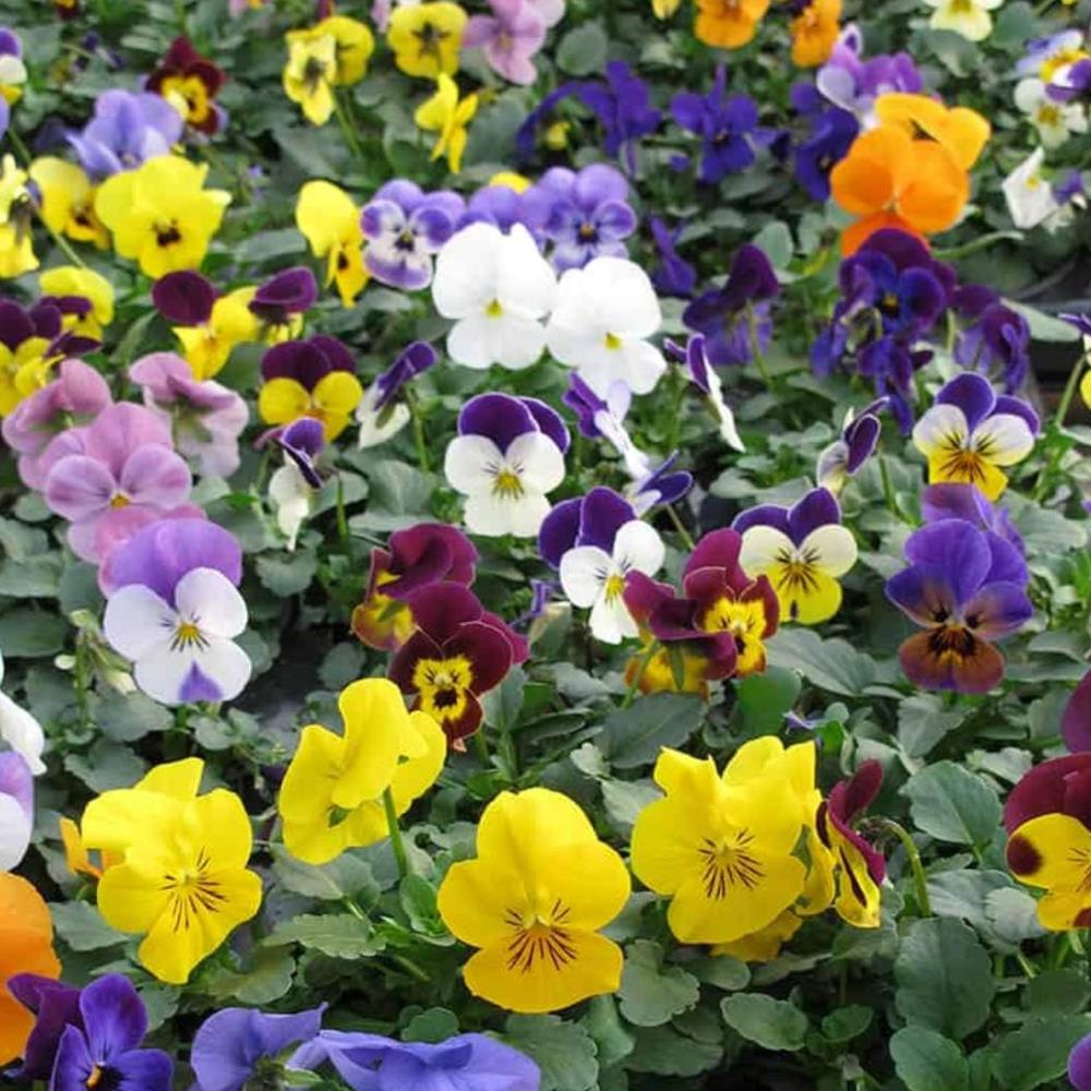 Viola 'vibrante mix' X24