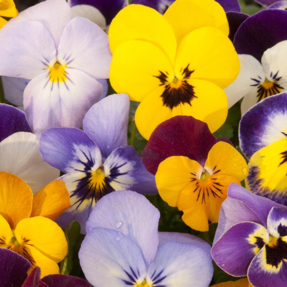 Viola 'vibrante mix' X24