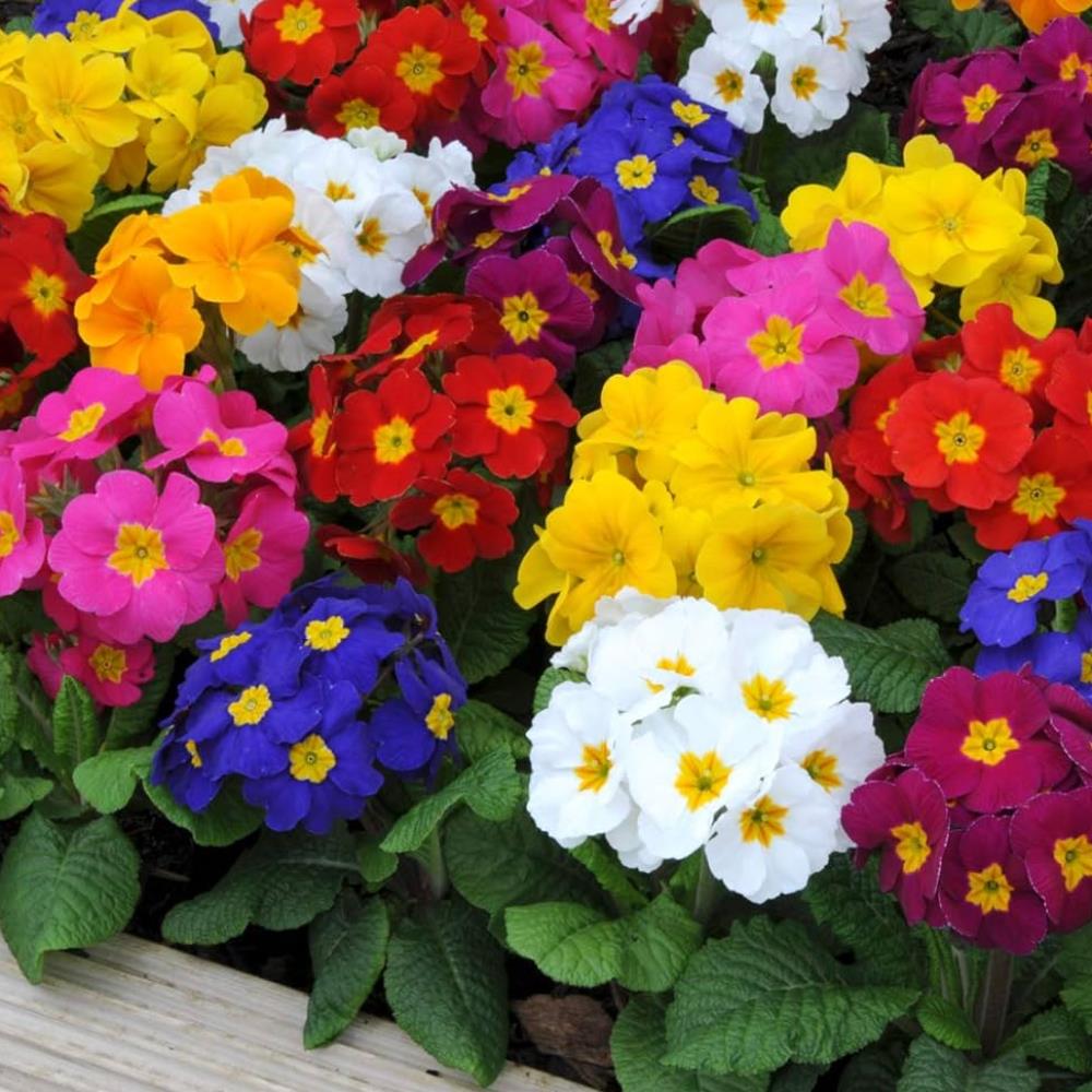 Primula Polyanthus 'Piano Mix' X12