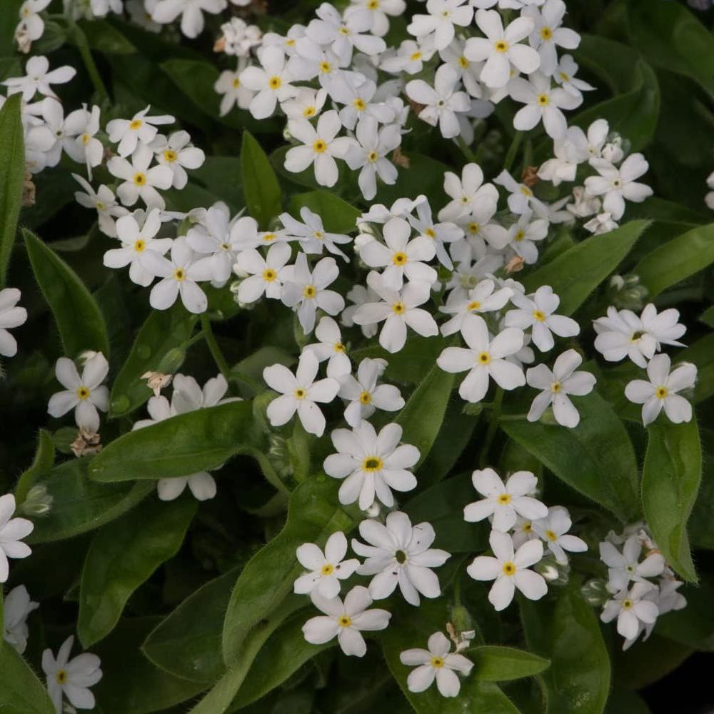 Myosotis (Forget-Me-Not) 'Mon Amie White' X12