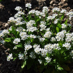 Myosotis (Forget-Me-Not) 'Mon Amie White' X12