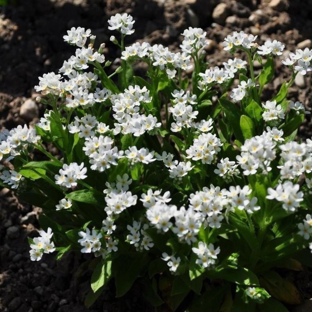 Myosotis (Forget-Me-Not) 'Mon Amie White' X12