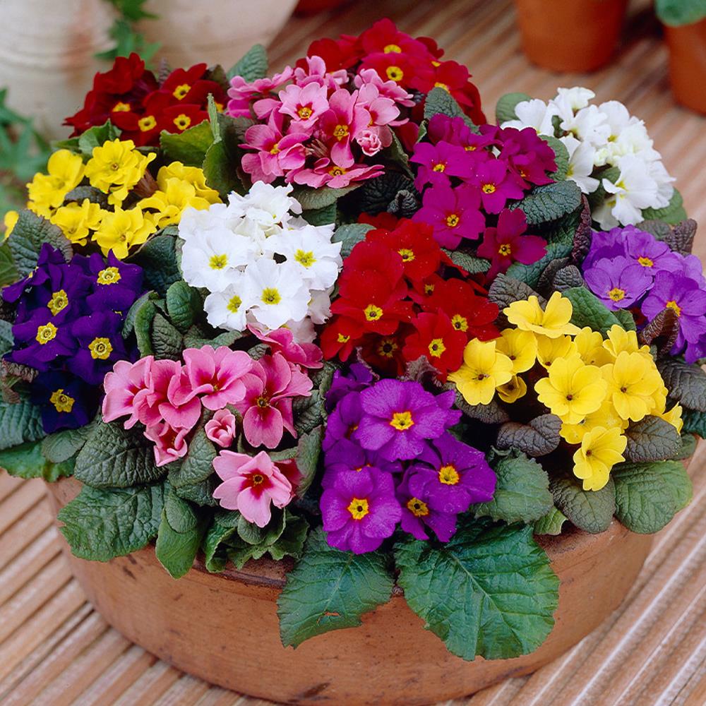 Primula Polyanthus 'Wanda XP Mix' X12