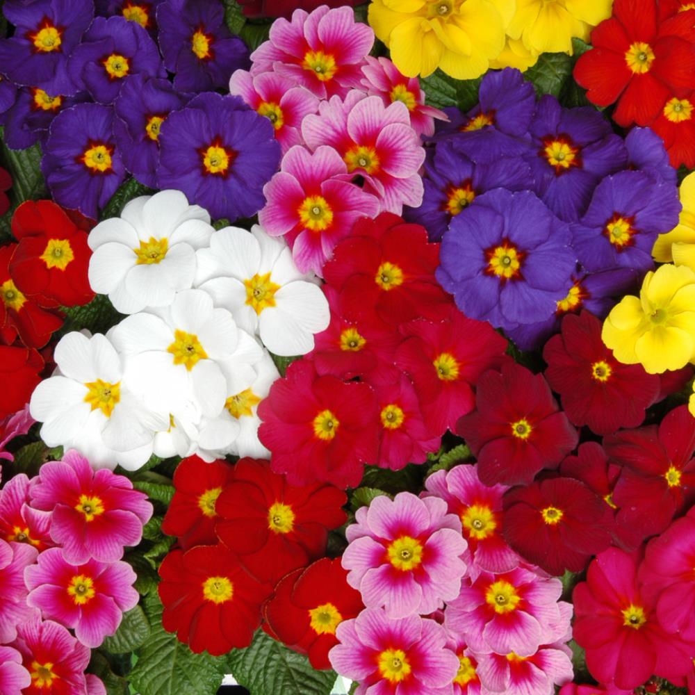 Primula Polyanthus 'Wanda XP Mix' X12