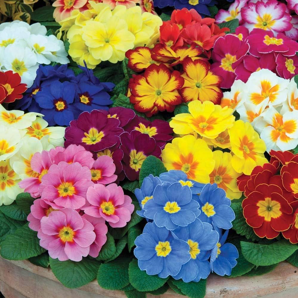 Primula Polyanthus 'supernova mixed' X12
