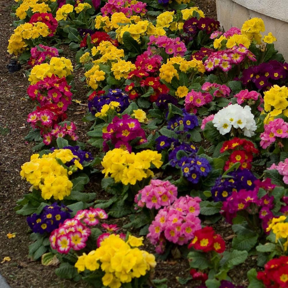 Primula Polyanthus 'supernova mixed' X12