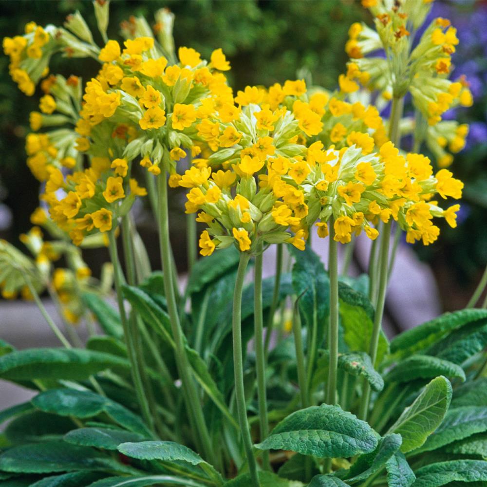Primula Veris (Royal Cowslip) X12