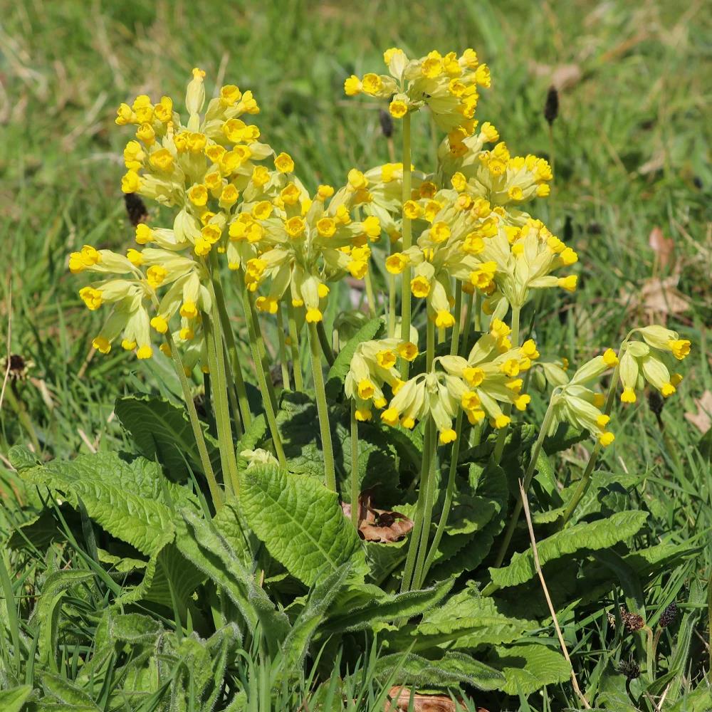 Primula Veris (Royal Cowslip) X12