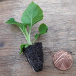 Primula Veris (Royal Cowslip) X12