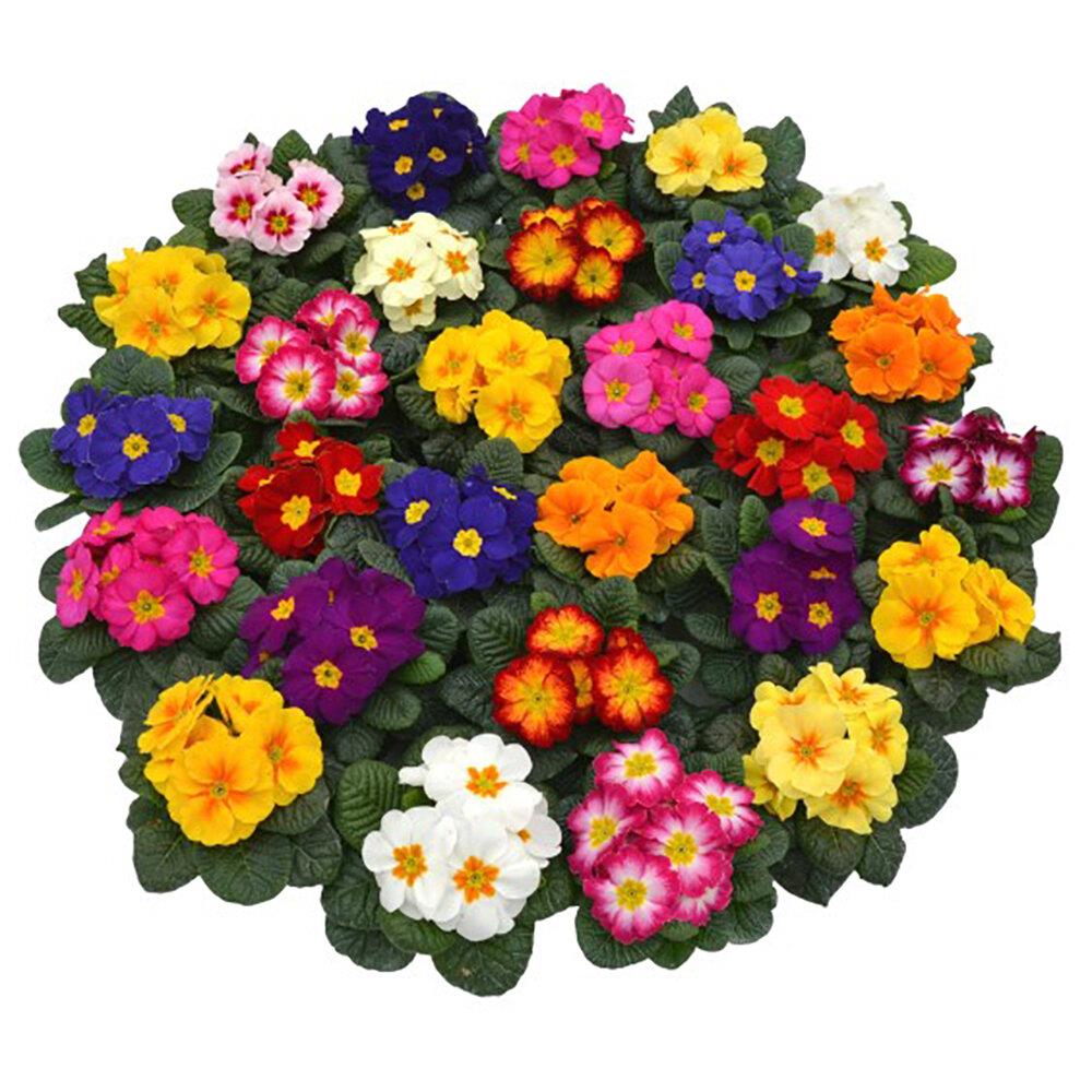 Primula Acaulis 'Evie Mixed' X12