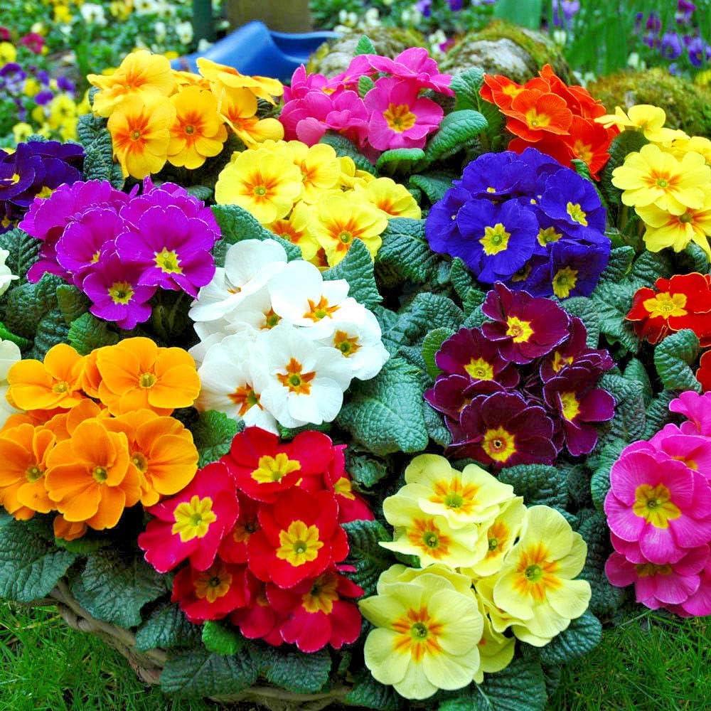 Primula Acaulis 'Evie Mixed' X12