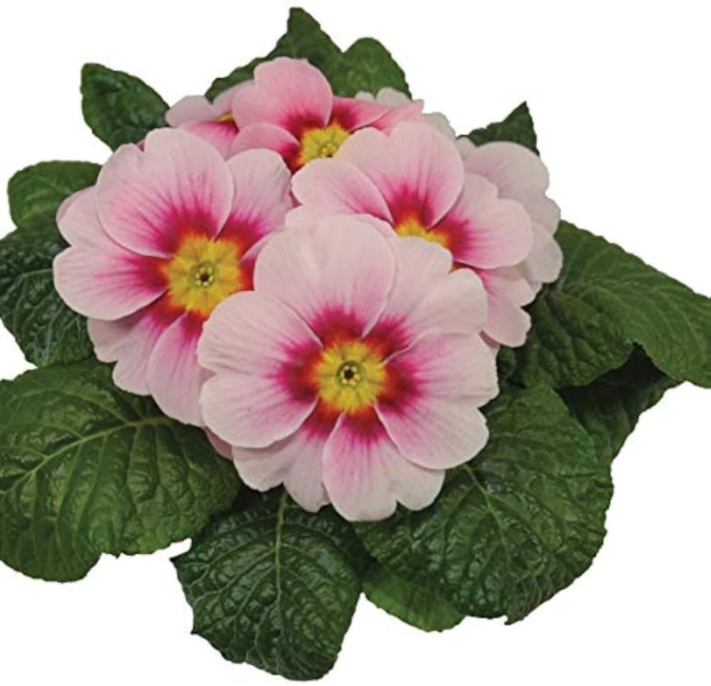 Primula Acaulis 'Evie Appleblossom' X12