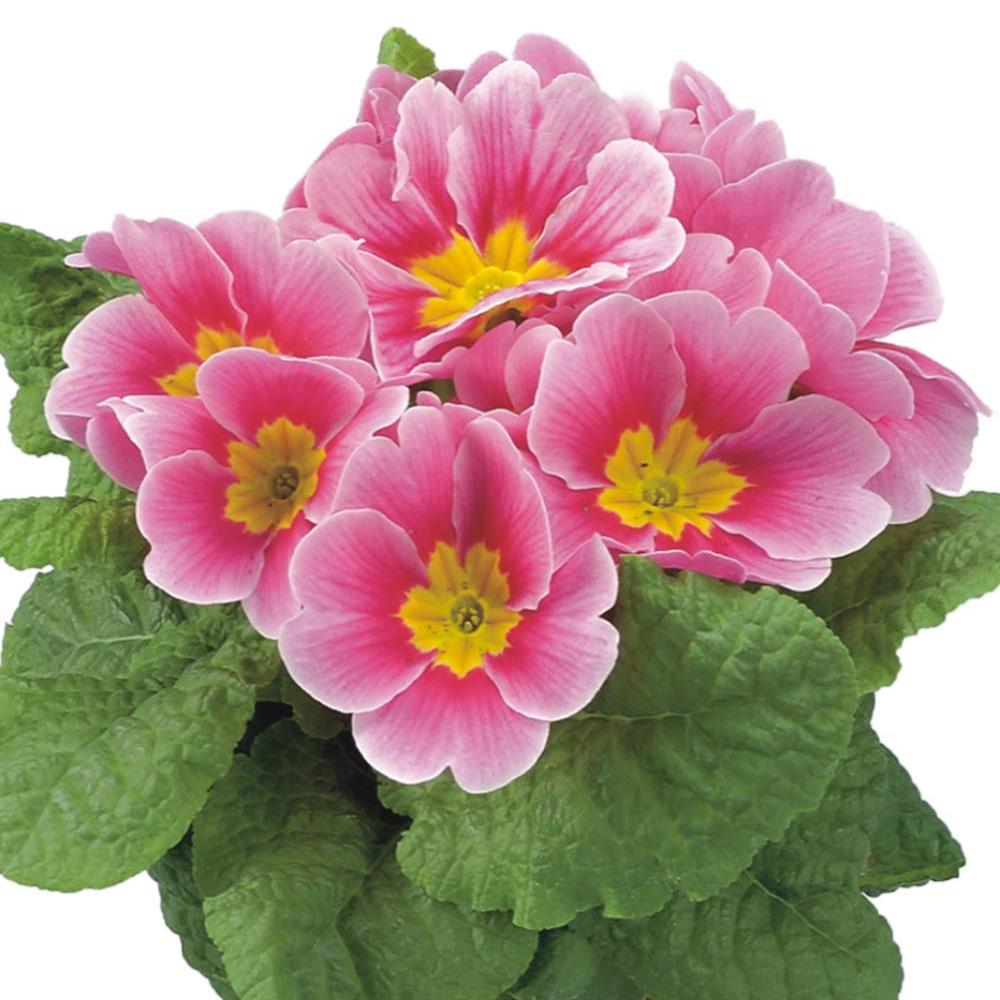 Primula Acaulis 'Evie Appleblossom' X12